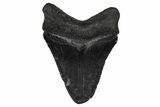 Serrated, Fossil Megalodon Tooth - South Carolina #374804-1